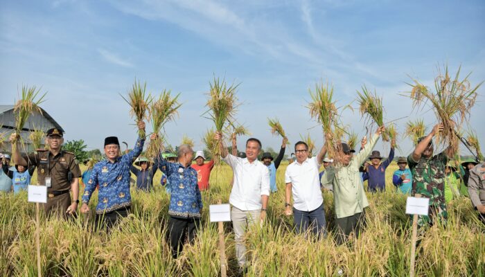 Bey Optimistis Jabar Capai Target Produksi Gabah Kering Giling