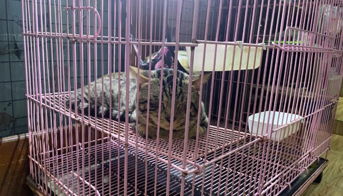Gracias Roema Koetjing Berikan Solusi Untuk Cat Lovers