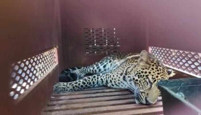 Viral! Macan Tutul Muncul di Lantai Dua Hotel Anugerah Bandung