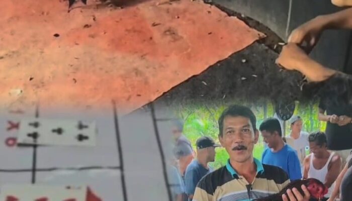 Judi Dadu & Sabung Ayam Cabak di Binjai Barat Kebal Hukum, Aparat Dinilai Tutup Mata