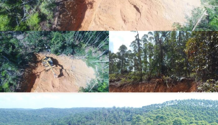 PT Barapala Acuhkan Negara, Panen Sawit Di Lahan Status Quo