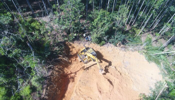 PT Barapala Abaikan Status Quo, Panen Sawit di Lahan Penertiban