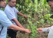 Sat Res Narkoba Polresta Deli Serdang Bersama Polsek Tanjung Morawa Ungkap Kasus Ganja, 40 Batang Tanaman Diamankan