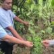 Sat Res Narkoba Polresta Deli Serdang Bersama Polsek Tanjung Morawa Ungkap Kasus Ganja, 40 Batang Tanaman Diamankan