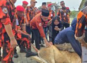 Pemuda Pancasila Deli Serdang Sembelih 9 Hewan Kurban