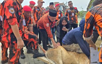 Pemuda Pancasila Deli Serdang Sembelih 9 Hewan Kurban