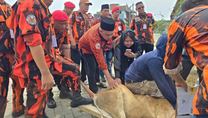Pemuda Pancasila Deli Serdang Sembelih 9 Hewan Kurban