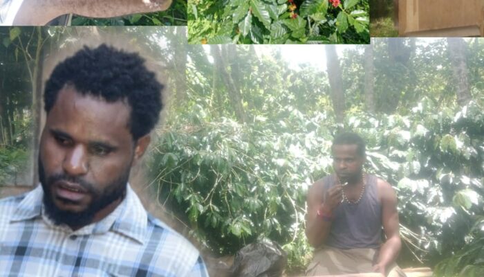 Petani Kopi Jayawijaya Minta Dukungan Pemerintah