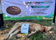 Pos Properti Indonesia Gandeng BMH Salurkan Hewan Kurban  untuk Korban Banjir di Aceh Tamiang