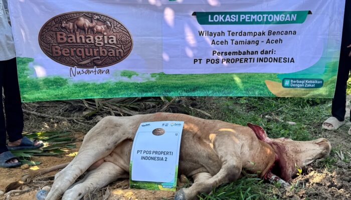 Pos Properti Indonesia Gandeng BMH Salurkan Hewan Kurban  untuk Korban Banjir di Aceh Tamiang