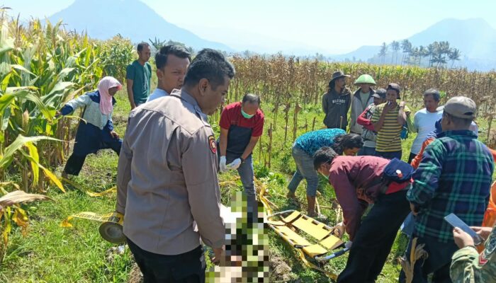 Warga Cipatat Digegerkan Lansia 88 Tahun di Temukan Tewas di Kebun Jagung