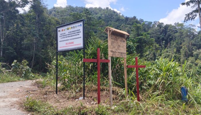 Kutuk Satgas PKH Tanam Kembali Senplat Di KM 95 Dan KM 105, Masyarakat Adat Simapitowa: Ini Pelecehan Hukum Adat