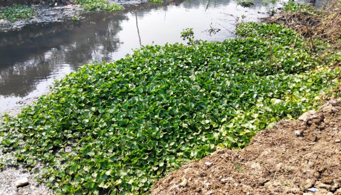 PT SMM Bersama Masyarakat Bersihkan Eceng Gondok di Sungai Cihaur, Wujud Nyata Kepedulian terhadap Lingkungan